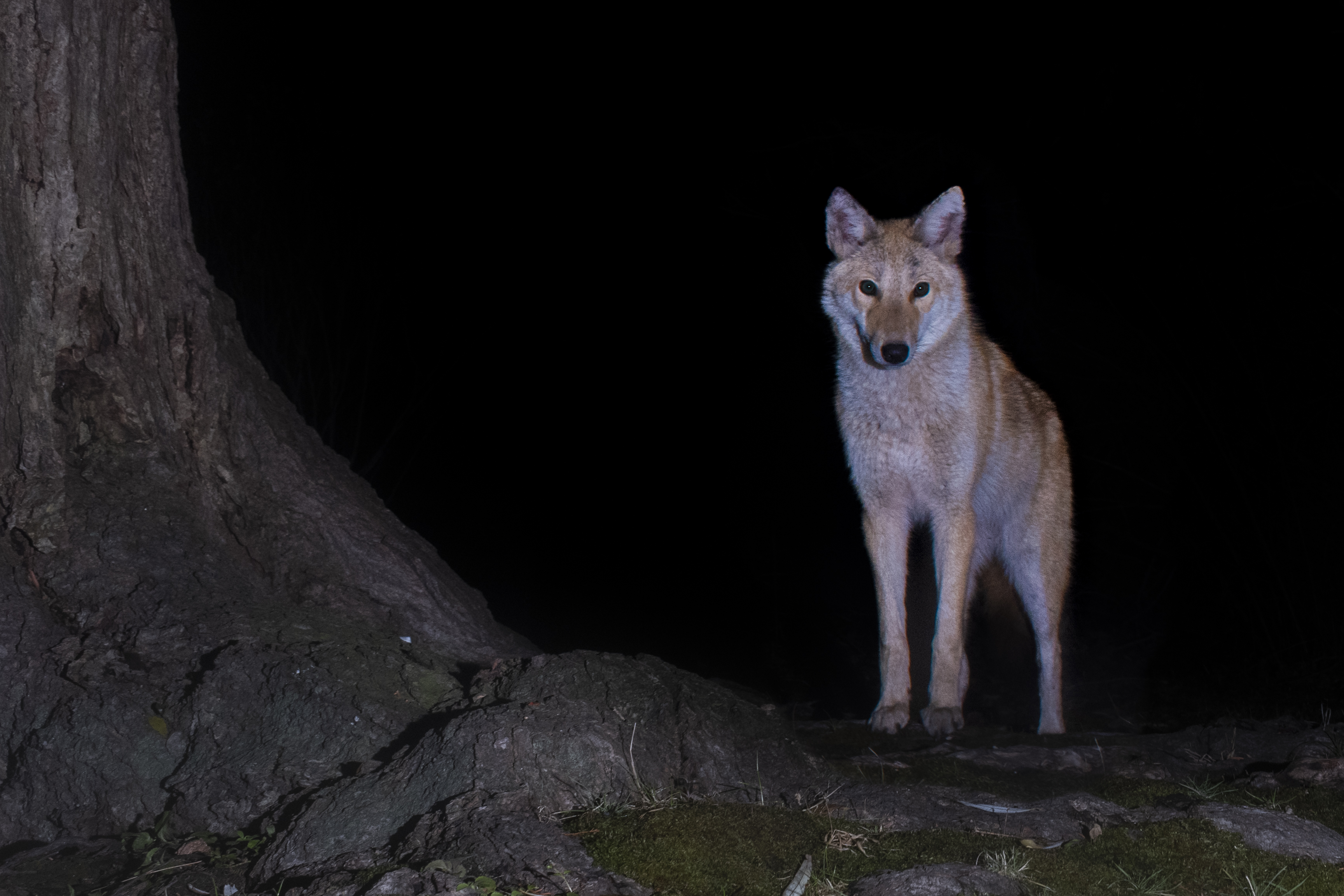 Soren Goldsmith - Coyote