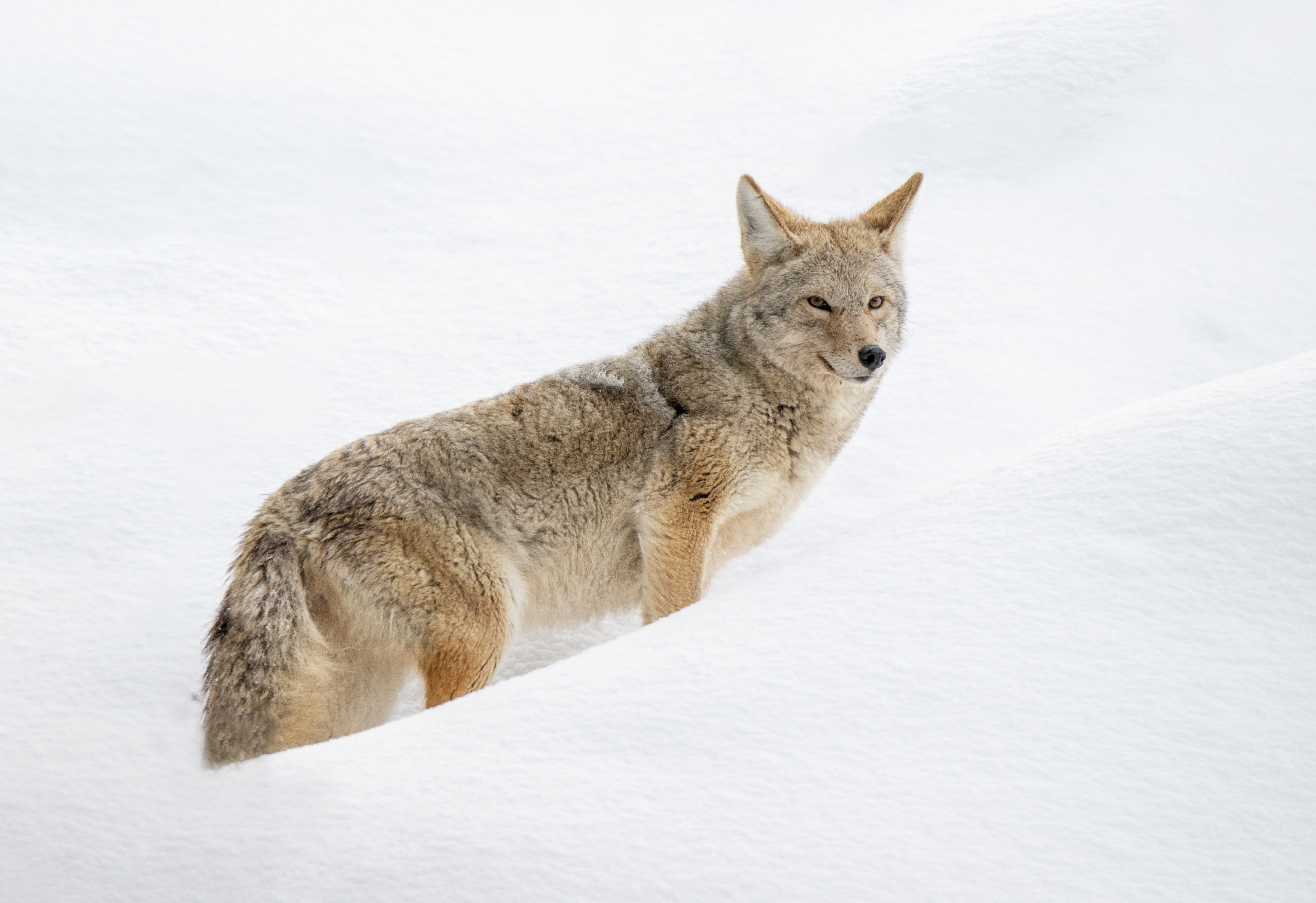 Soren Goldsmith - coyote yellowstone