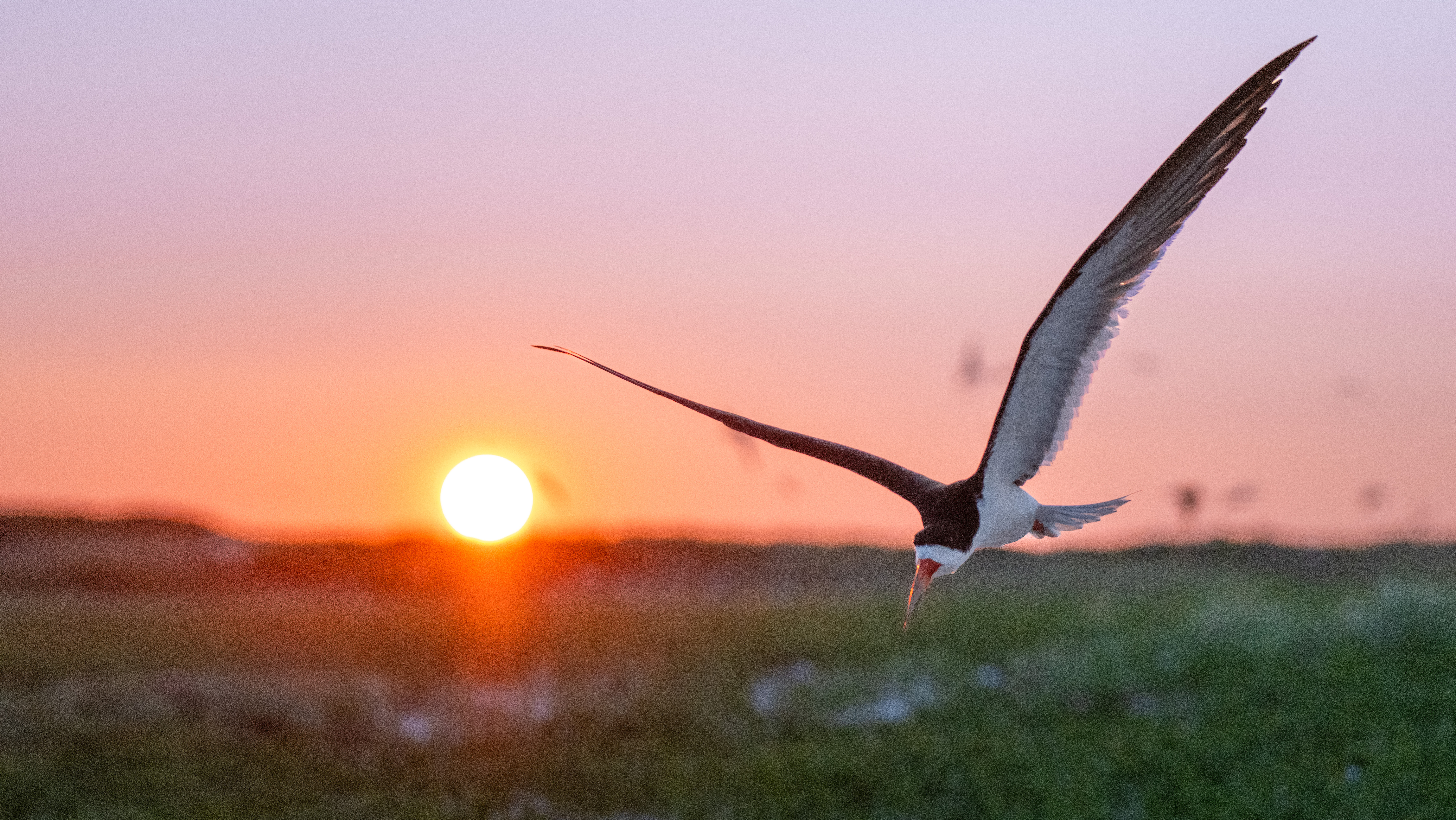 Soren Goldsmith - Black Skimmer Nickerson Beach Sunrise