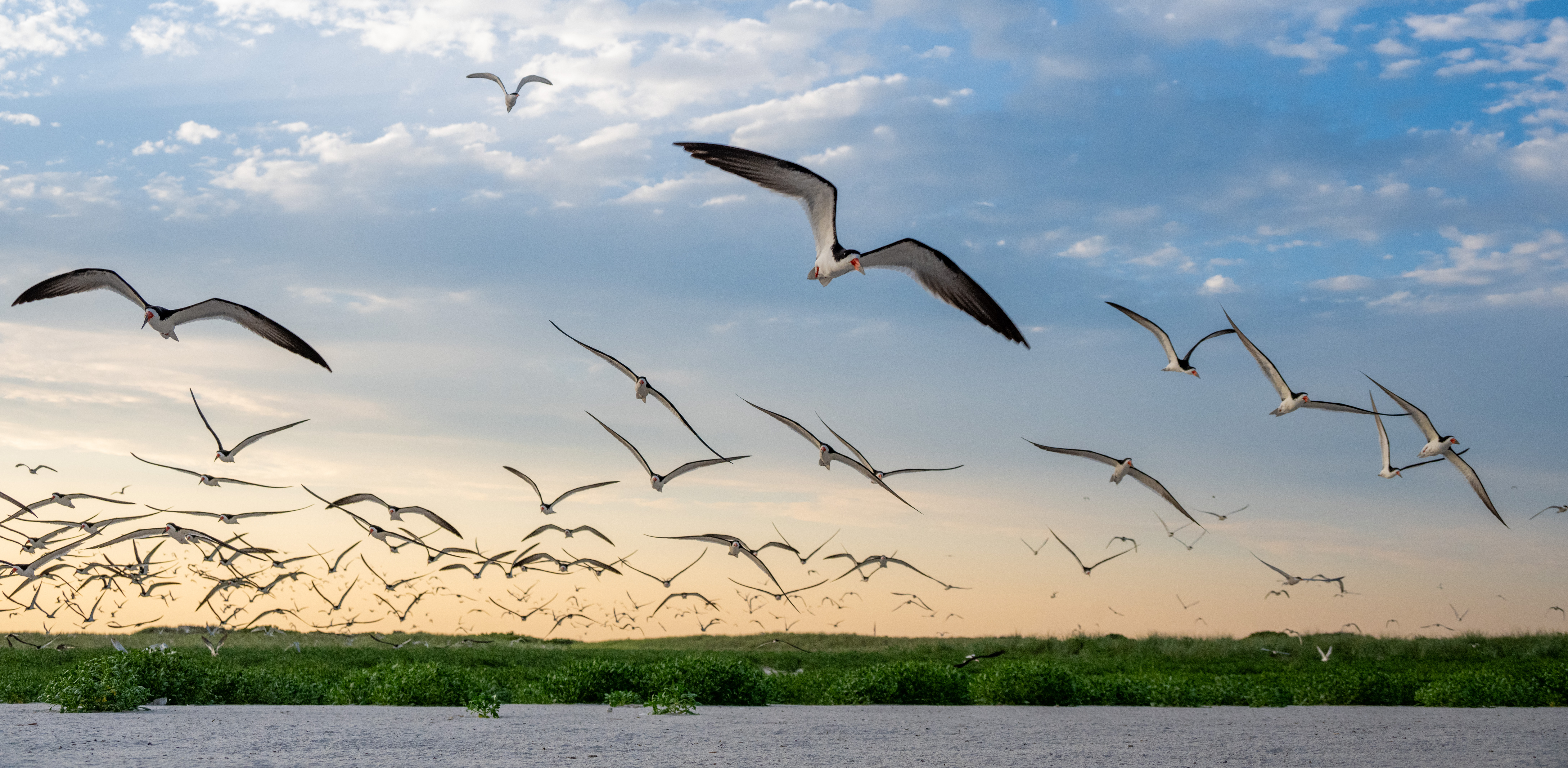 Soren Goldsmith - Black Skimmers Nickerson Beach