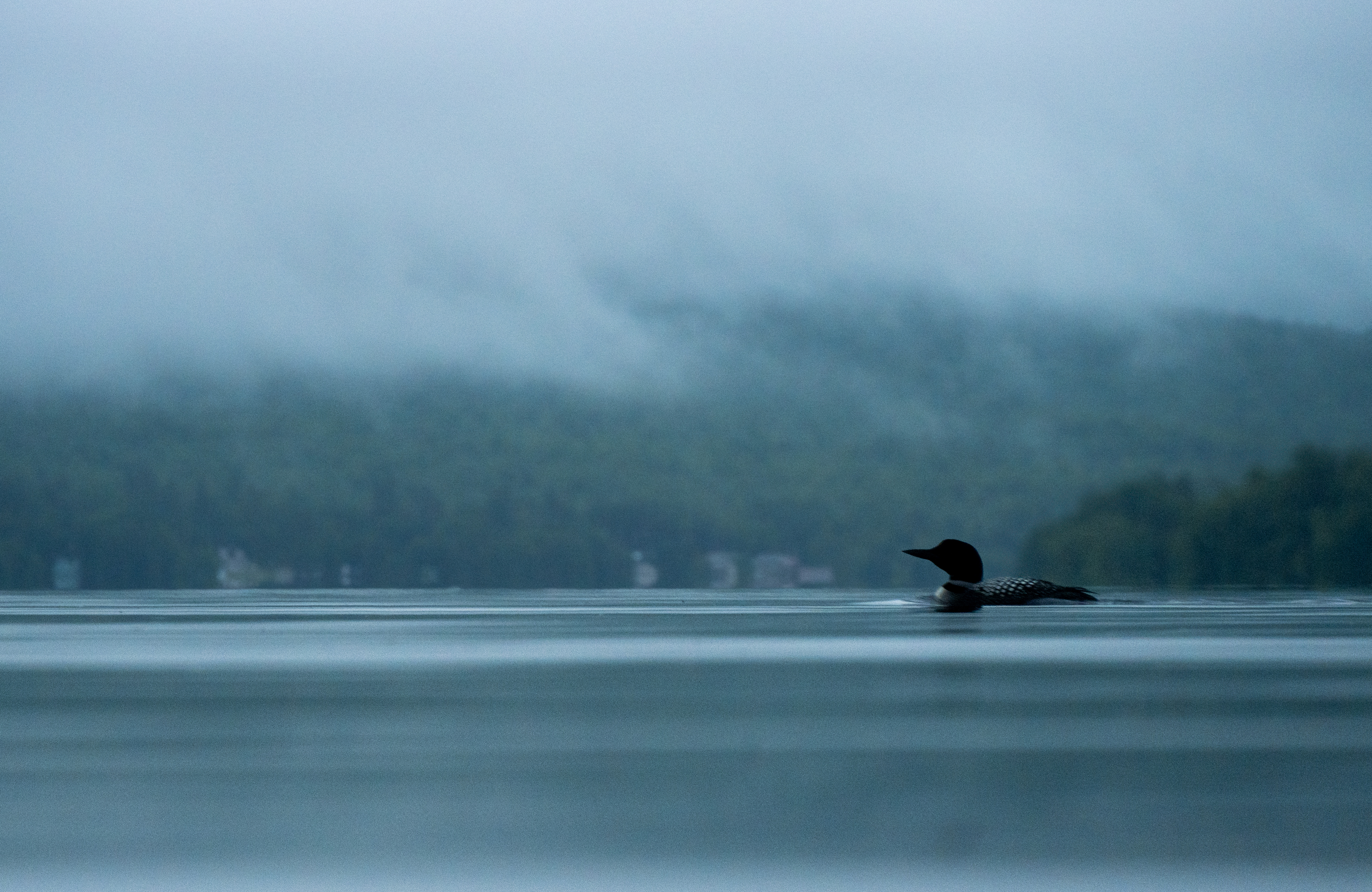 Soren Goldsmith - Common Loon Umbagog