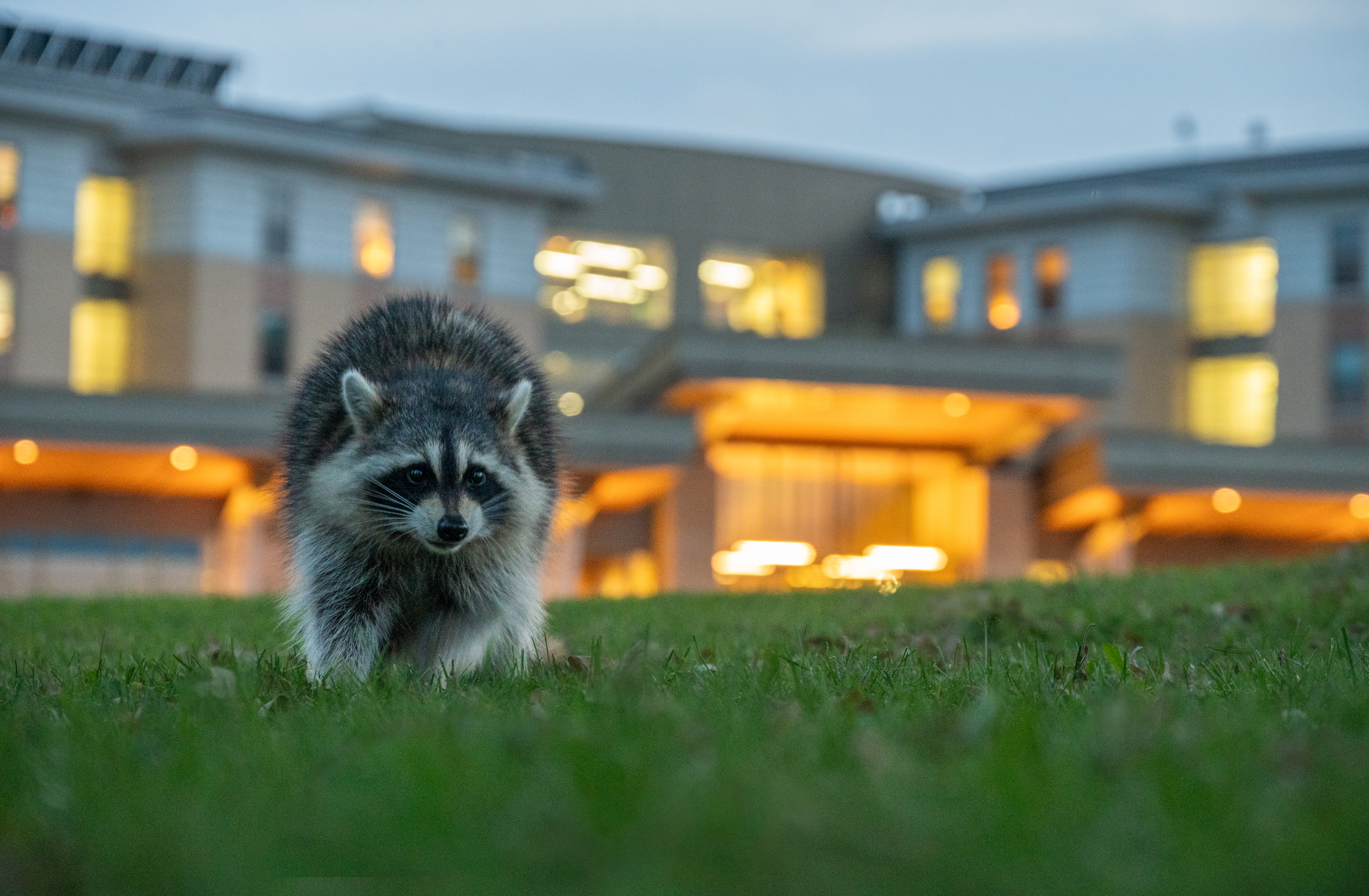 Soren Goldsmith - Urban Racoon University of Wisconsin Madison
