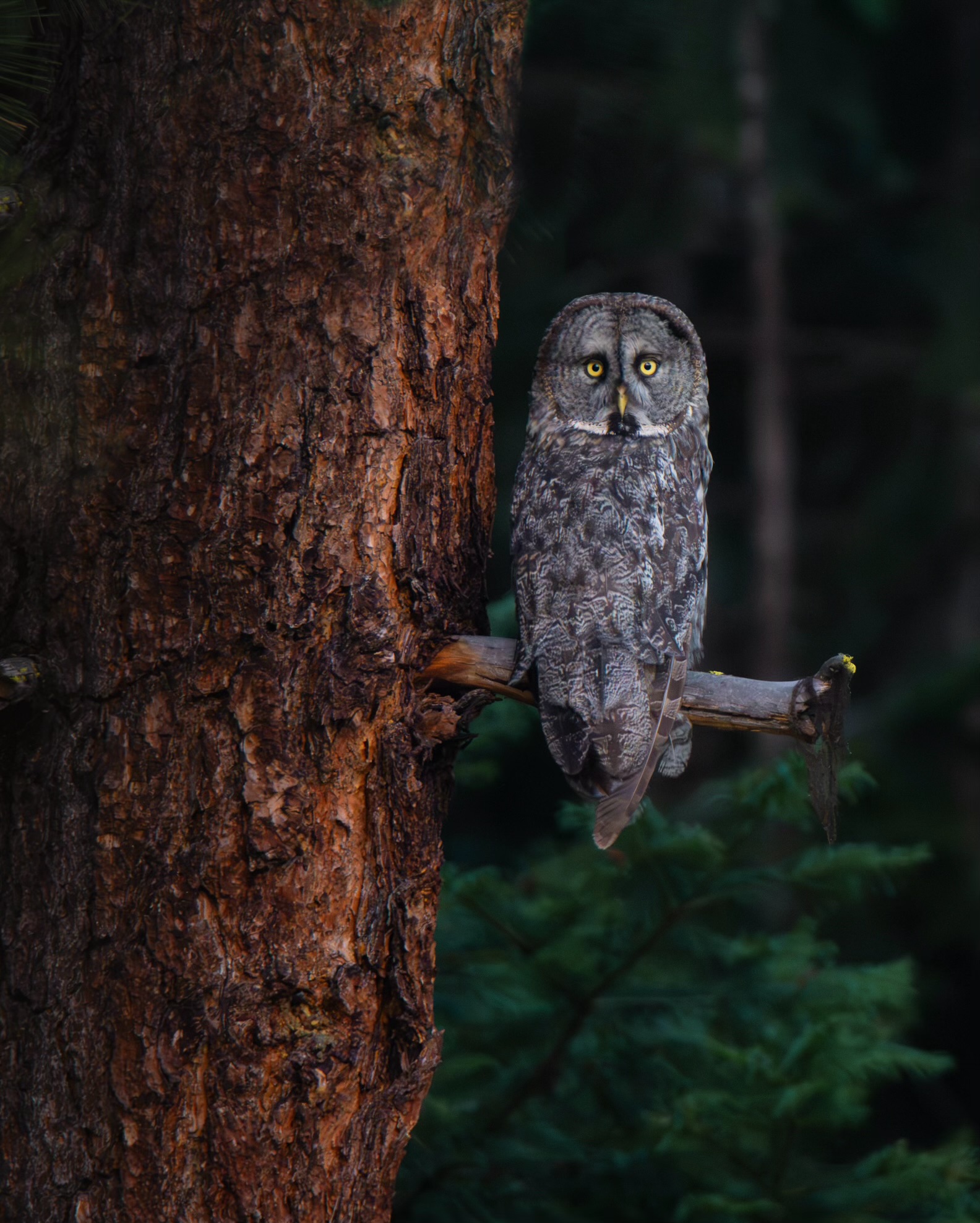 Soren Goldsmith Great Grey Owl
