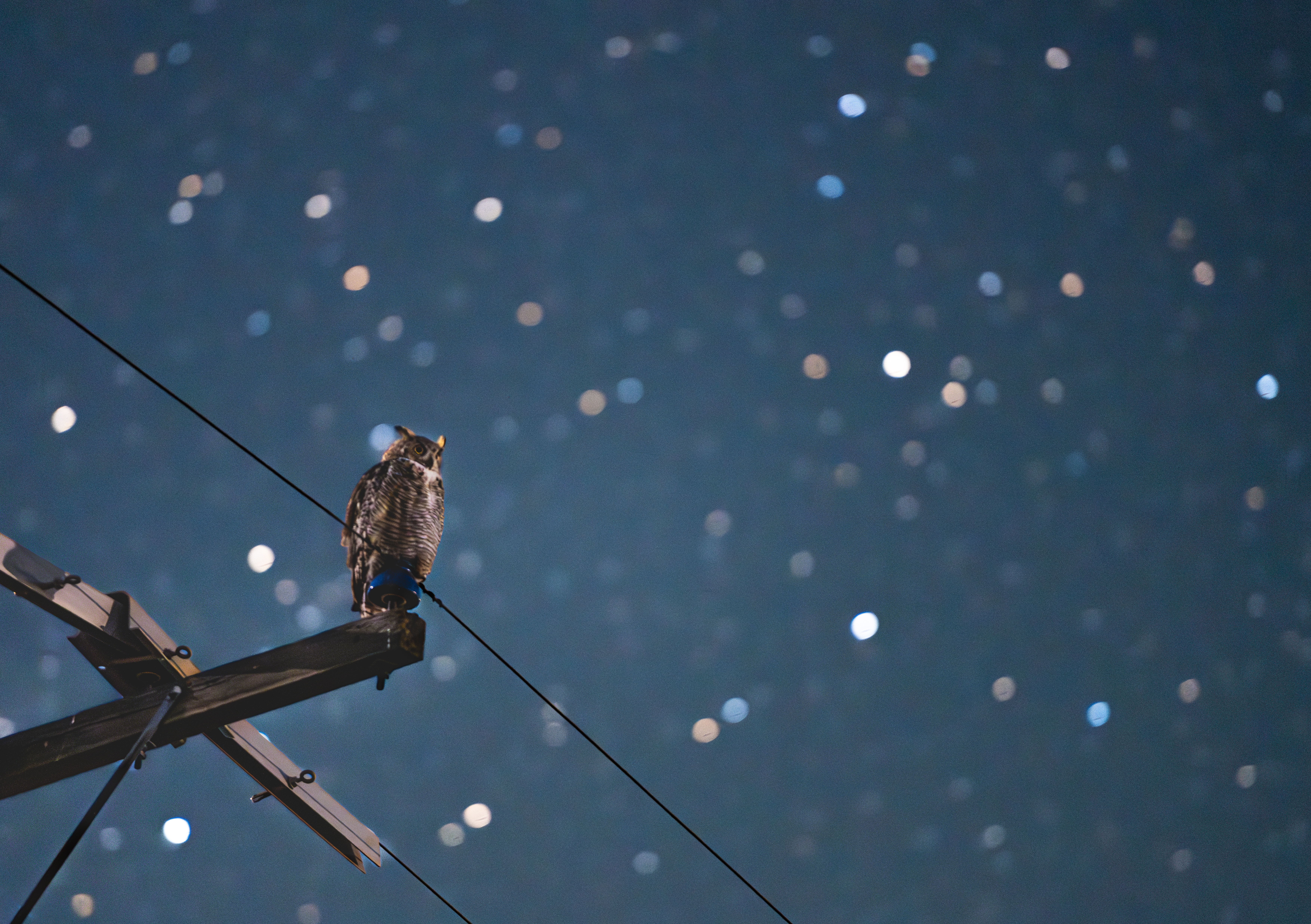 Soren Goldsmith Great Horned Owl Star Bokeh