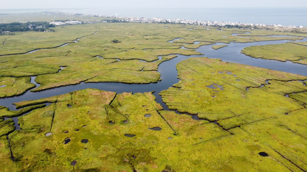 Salt marsh Soren Goldsmith